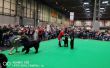 crufts2019_6