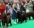 crufts2019_8